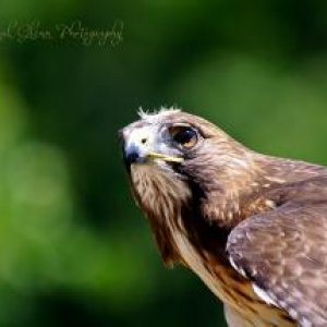 Title:  Piercing

I would love to say I went deep into the woods and got this clear shot of the Red-tailed Hawk, but the shot was made easy for me.  M